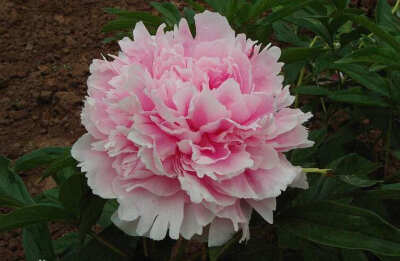 芍药（学名：Paeonia lactiflora Pall.），别名将离、离草，属五桠果目，毛茛科芍药属多年生草本花卉。芍药被人们誉为“花仙”和“花相”，且被列为“六大名花”之一，又被称为“五月花神”，因自古就作为爱情之花，…