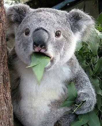 这货蠢萌的表情，好长一段时间作为姐的头像存在，然而被各种吐槽我装嫩