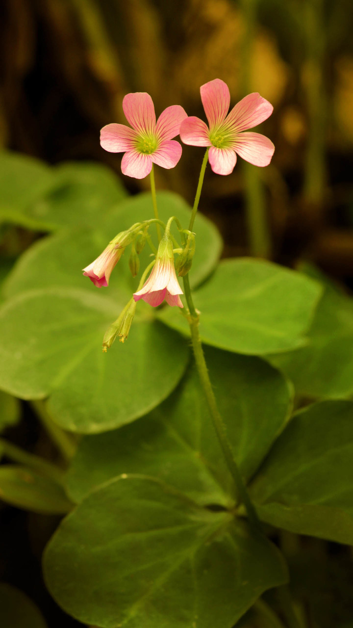 酢浆草Oxalis corniculata L. 生于山坡草池、河谷沿岸、路边、田边、荒地或林下阴湿处等。全草入药，能解热利尿，消肿散淤；茎叶含草酸，可用以磨镜或擦铜器，使其具光泽。牛羊食其过多可中毒致死。白色酢浆草是爱尔兰的国花，而且童军也以它做徽章。一般的酢浆草只有三片小叶，偶尔会出现突变的四片小叶个体，称为“幸运草”。传说如果有四片小叶的幸运草就能许愿使愿望成真，幸运草之所以特别，其实只是一种突变现象，所以幸运草纯粹只是突变而来的。爱尔兰为了争取独立曾经和英国长期浴血抗战。因此，它的花语是——爱国.