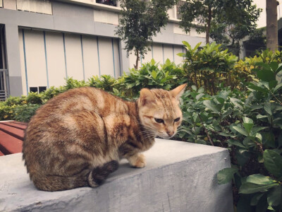 瞅啥瞅，没见过这么帅的猫呀。