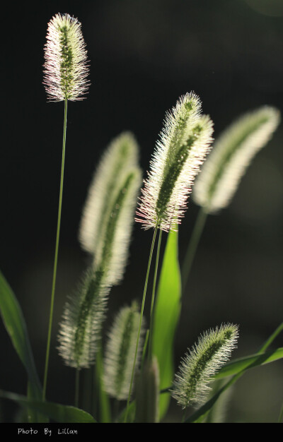 花花草草