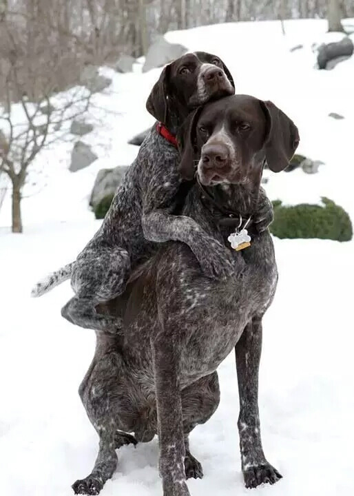 冷冷的冬天，大大的雪，要和心爱的你腻在一起才温暖(｡･ω･｡)