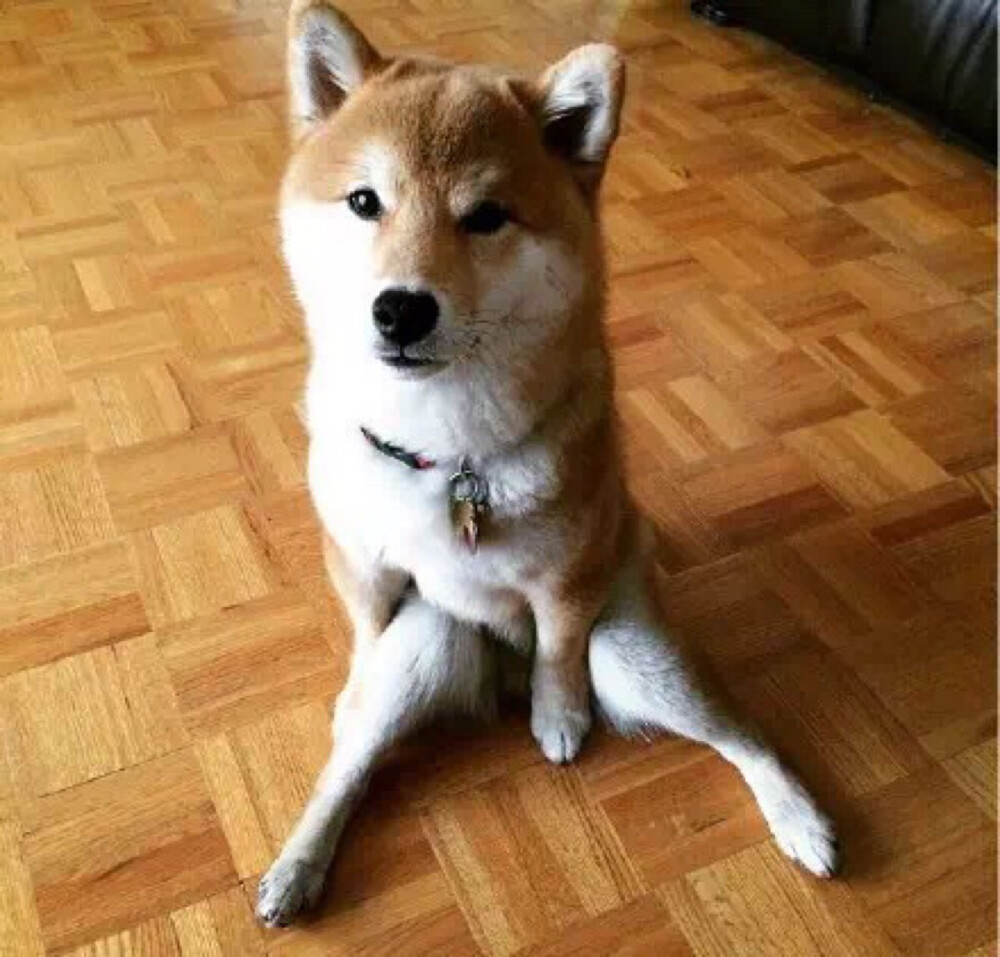 柴犬妖娆的坐姿