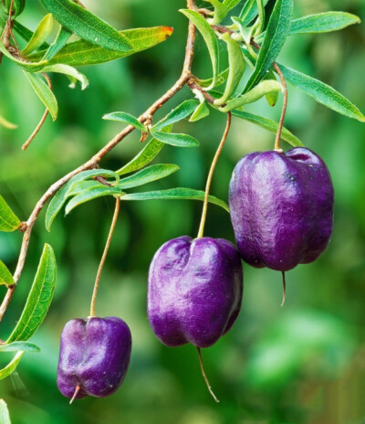 Billardiera longiflora 长花吊藤莓 ，海桐花科吊藤莓属。别名“Purple Apple-berry（紫苹果莓）”，为常绿攀援植物，深紫光亮的浆果可食，虽然看起来有点像彩椒的样子，但据说是苹果味儿。