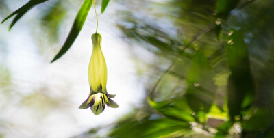 Billardiera longiflora 长花吊藤莓 ，海桐花科吊藤莓属。常绿攀援藤本，果实为浆果。