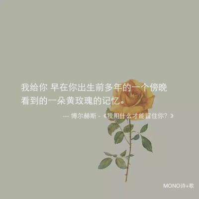 黄玫瑰的记忆