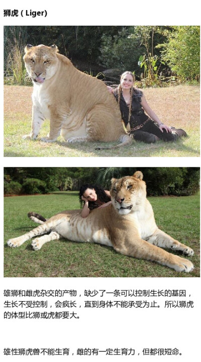 动物界的几个混血，有些是野外自然跨种相爱，有些是人为。。