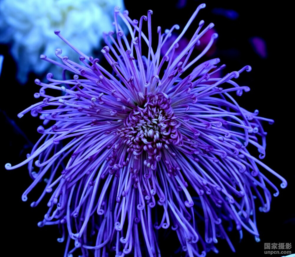 紫菊（学名：Notoseris psilolepis）是菊科紫菊属的植物，为中国的特有植物。分布在中国大陆的四川、贵州、江西、广西、湖北、广东、湖南等地，生长于海拔850米至2,250米的地区，多生在山谷近水旁及林下，目前尚未由人工引种栽培。