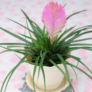 紫花凤梨 堆糖 美图壁纸兴趣社区