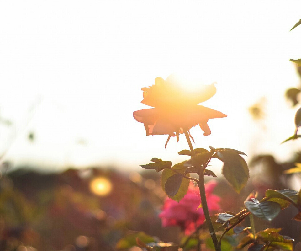 繁花