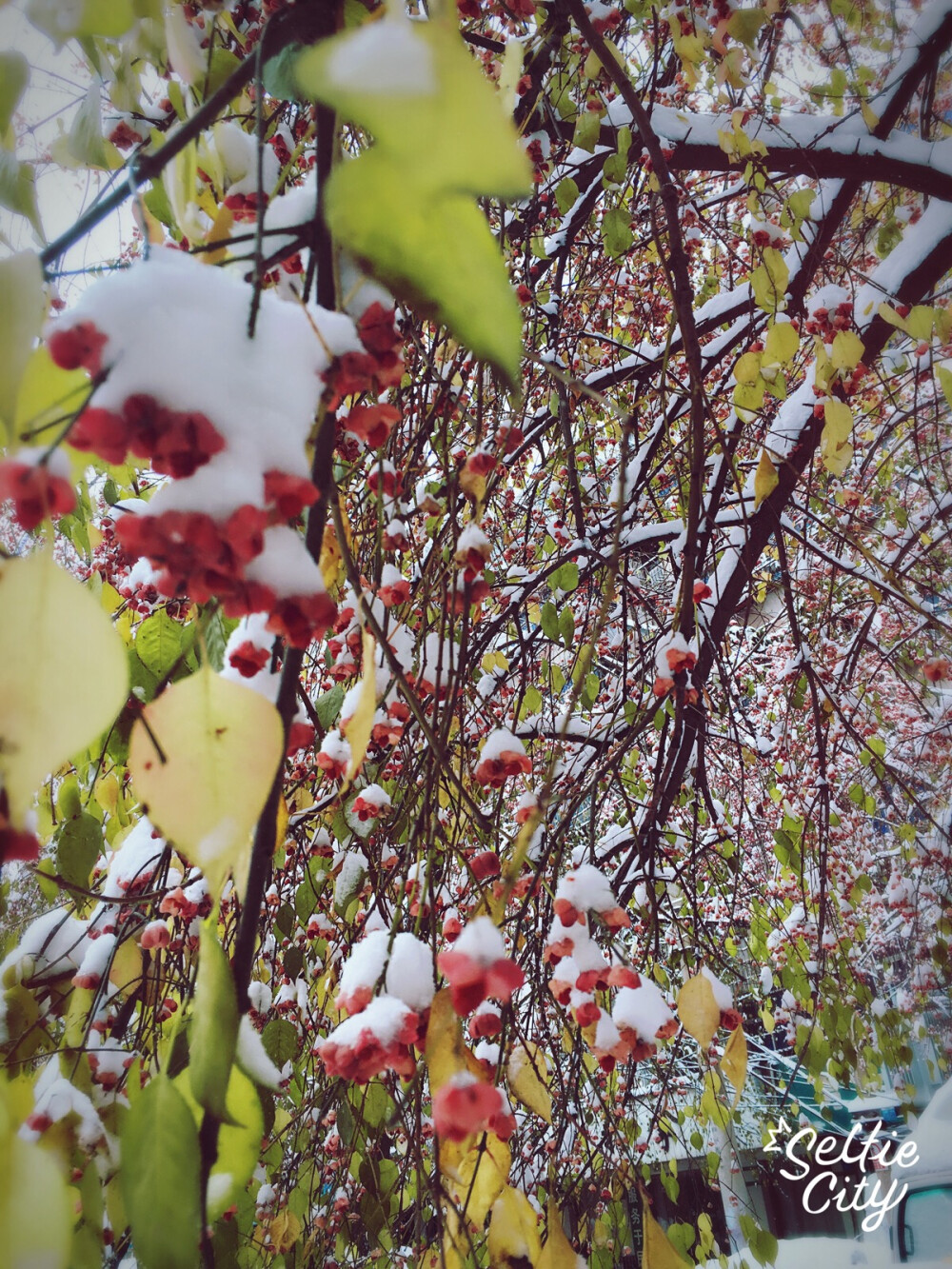 初雪