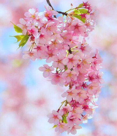 樱花开时，繁花满枝