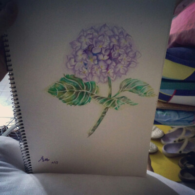 彩铅手绘绣球花。