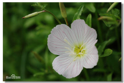 粉花月见草，拉丁文名：Oenothera rosea L Herpt. ex Ait. 柳叶菜科、月见草属多年生草本，