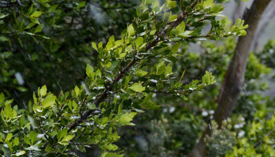 Phyllocladus aspleniifolius 叶枝杉，罗汉松科叶枝杉属。曾独立为叶枝杉科，后又回归到罗汉松科。像芹菜的“叶子”不是叶而是扁化了的茎，承担叶的功能，因为长在阴湿的雨林里，这样能更多的接收光照。其在幼苗时可…