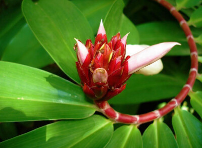 Costus speciosus 闭鞘姜，闭鞘姜科闭鞘姜属。