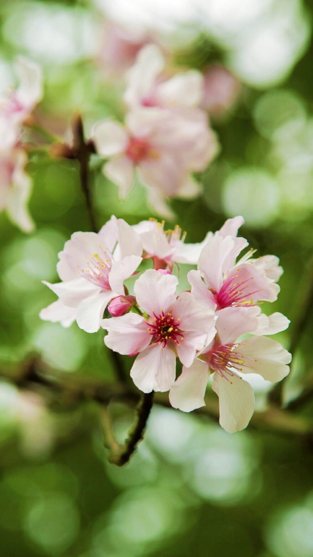 唯美浪漫玫瑰花壁纸