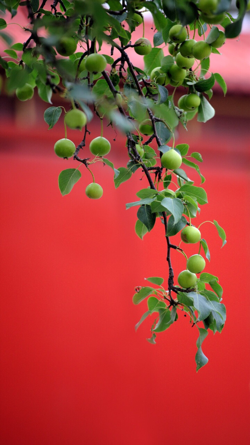 唯美浪漫玫瑰花壁纸