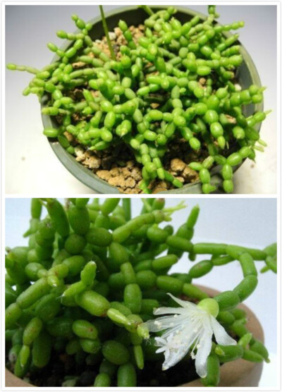 青柳 Rhipsalis cereuscula 仙人掌科丝苇属植物