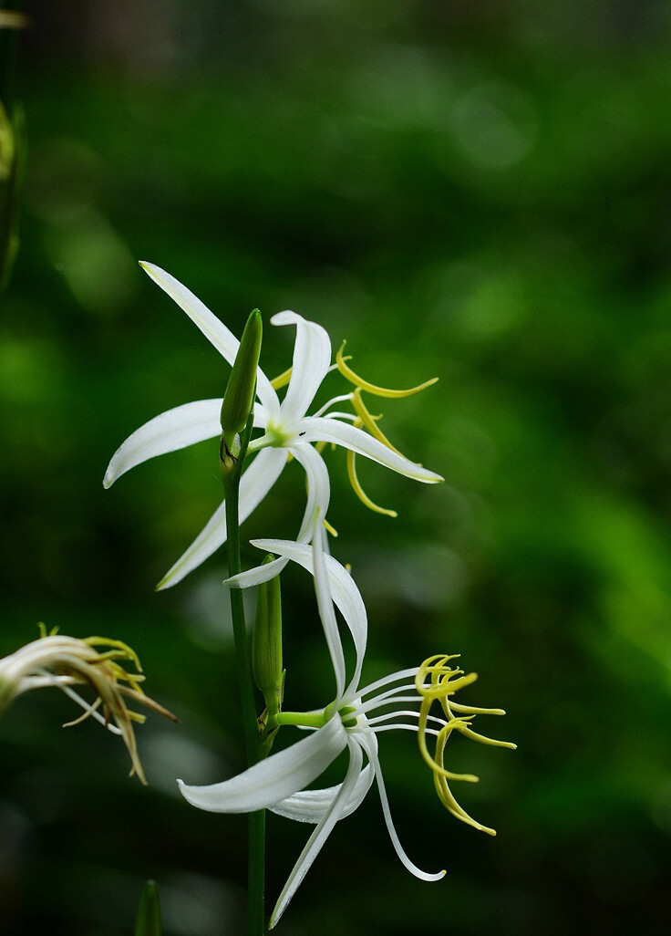 Diuranthera major 鹭鸶草，鹭鸶草属。