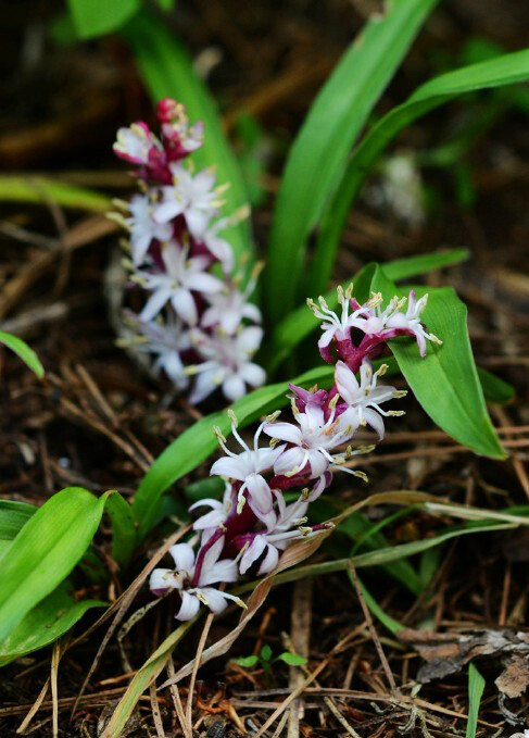 Reineckea carnea 吉祥草，吉祥草属。