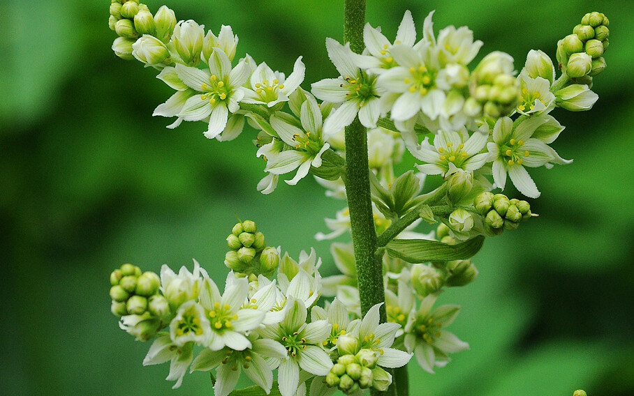 Veratrum oxysepalum 尖被藜芦，藜芦属。