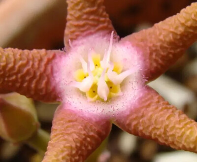 Stapelia flavopurpurea 妖星角，夹竹桃科（萝藦科）犀角属（豹皮花属）。