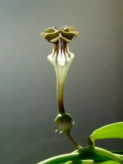 Ceropegia rendallii ，夹竹桃科（萝藦科）吊灯花属。