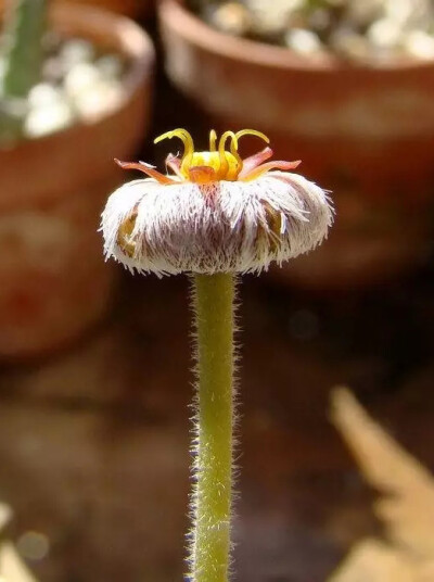 Gonostemon erectiflorus（Stapelia erectiflora），夹竹桃科（萝藦科）角蕊花属（犀角属）。