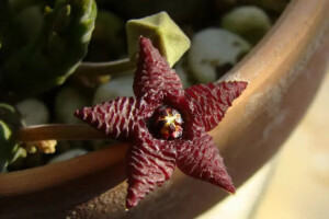 Stapelia similis ，夹竹桃科（萝藦科）犀角属。