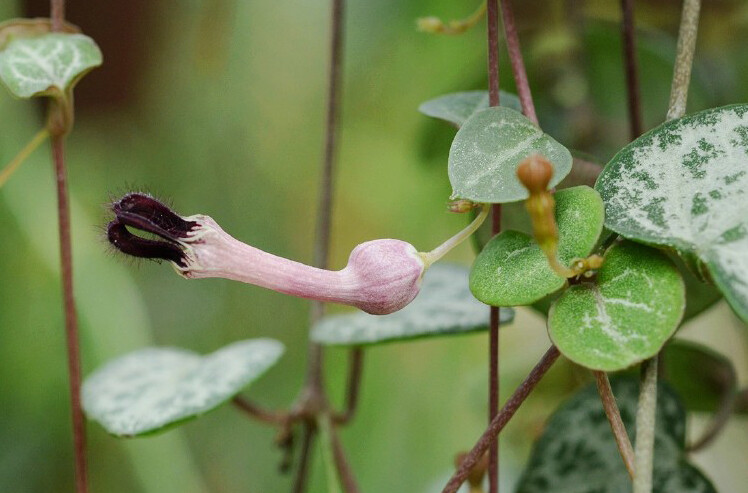 Ceropegia woodii 爱之蔓，夹竹桃科（萝藦科）吊钟花属。