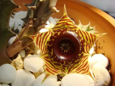 Huernia zebrina 缟马（斑马萝藦），夹竹桃科（萝藦科）剑龙角属。