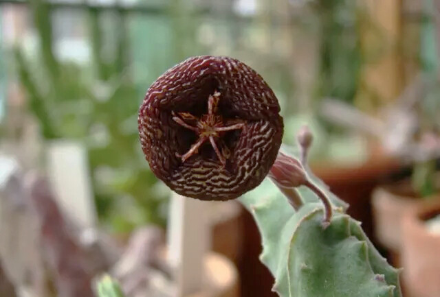 Tromotriche engleriana（Stapelia engleriana）星天阁，夹竹桃科（萝藦科）盘龙角属（犀角属）。