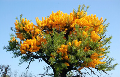 Nuytsia floribunda 金焰檀，桑寄生科金焰檀属。别名“Australian Flame Tree（澳洲火焰树）”，可以长得很高大，是桑寄生科最基部类群，为半寄生木本类似于檀香属 Santalum 。