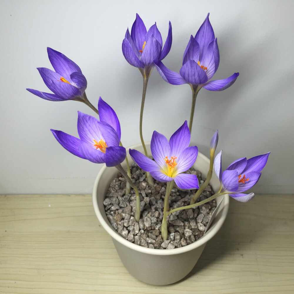 Crocus speciosus 华丽番红花，番红花属。