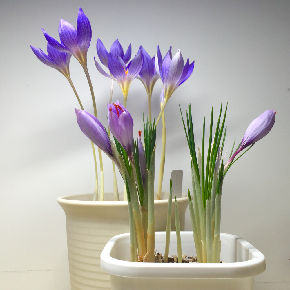 （前）Crocus sativus 番红花 和（后）Crocus speciosus 华丽番红花，番红花属。