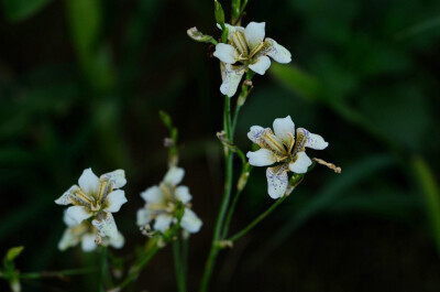 Iris dichotoma 野鸢尾，鸢尾属。