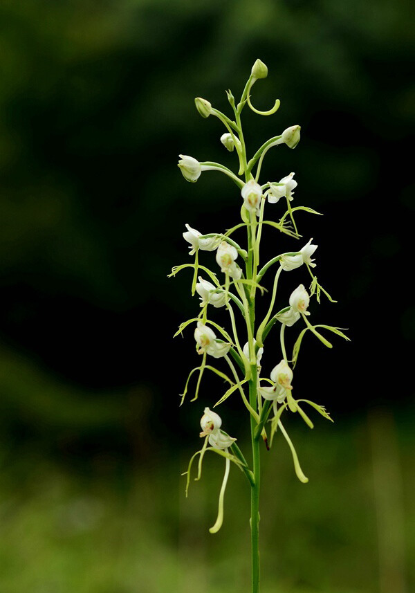 Habenaria schindleri（Habenaria linearifolia）十字兰（线叶十字兰），玉凤花属。