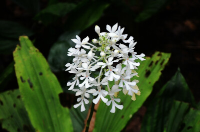 Calanthe triplicata 三褶虾脊兰，虾脊兰属。