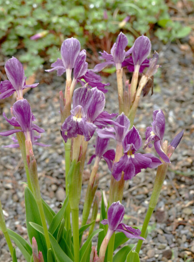 “紫花”早花象牙参 Roscoea cautleoides 'Early Purple' ，姜科象牙参属。