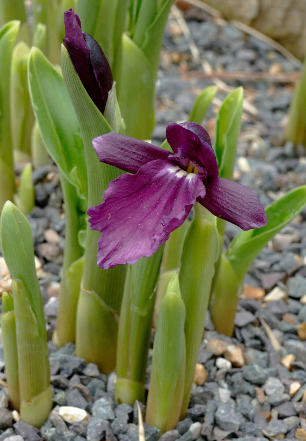 Roscoea bhutanica 藏南象牙参，姜科象牙参属。