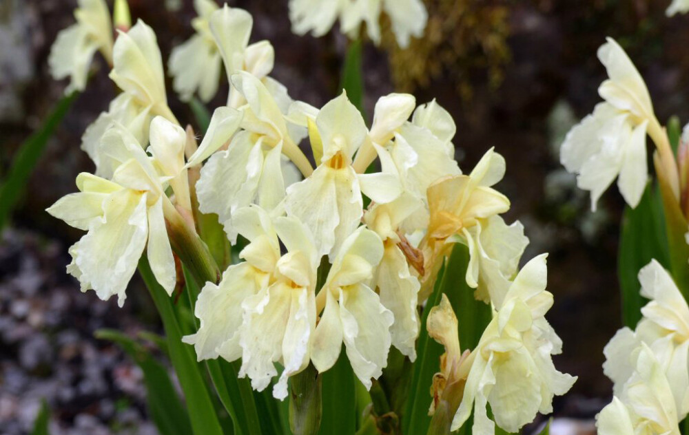 Roscoea cautleoides 早花象牙参，姜科象牙参属。