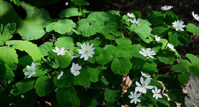 Thalictrum thalictroides（Anemonella thalictroides）芸香唐松草（唐松草叶小银莲），毛茛科唐松草属（小银莲属）。