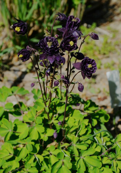 Aquilegia sp. cv. ，毛茛科耧斗菜属。栽培品种。