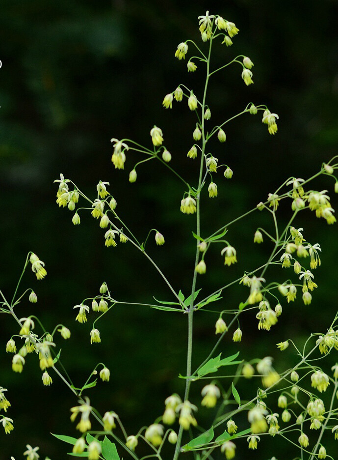 Thalictrum minus var. hypoleucum 东亚唐松草，毛茛科唐松草属。