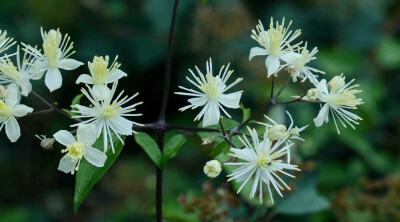 Clematis brevicaudata 短尾铁线莲，毛茛科铁线莲属。