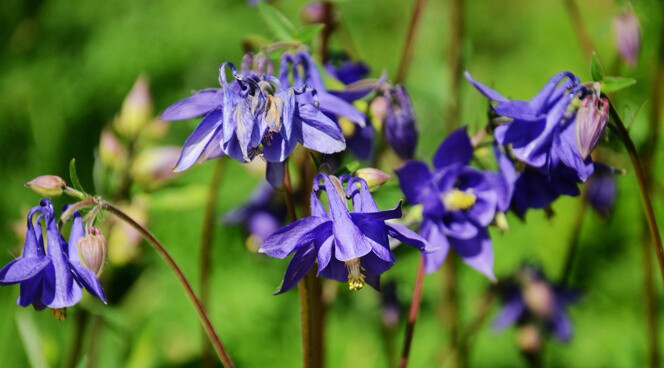 Aquilegia alpina 高山耧斗菜，毛茛科耧斗菜属。