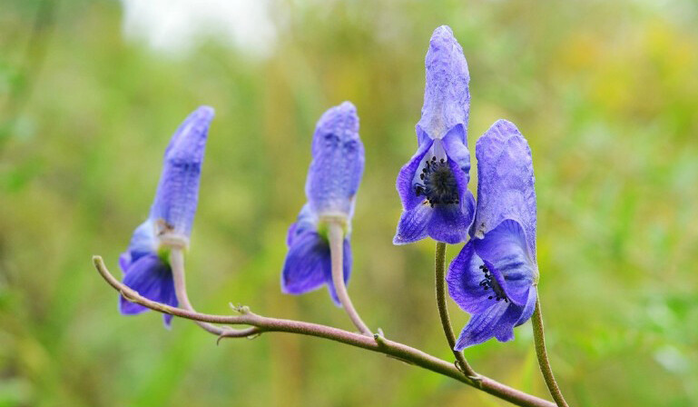 Aconitum vilmorinianum 黄草乌，毛茛科乌头属。