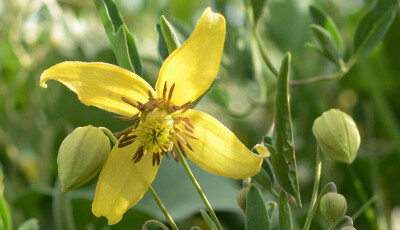 Clematis intricata 黄花铁线莲，毛茛科铁线莲属。