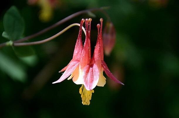 Aquilegia canadensis 加拿大耧斗菜，毛茛科耧斗菜属。